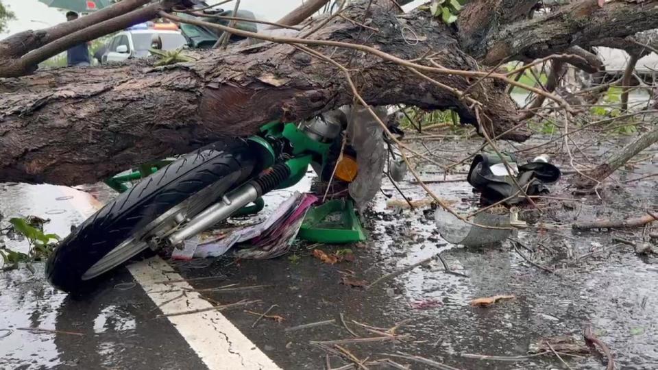 ▲芬園郵局孫姓郵差冒雨送信，騎機車行經芬園鄉彰南路時，被1棵應聲倒塌的黃花風鈴木當場砸中，人車倒地事故現場有大片血跡，經送醫搶救仍不治。（民眾提供）