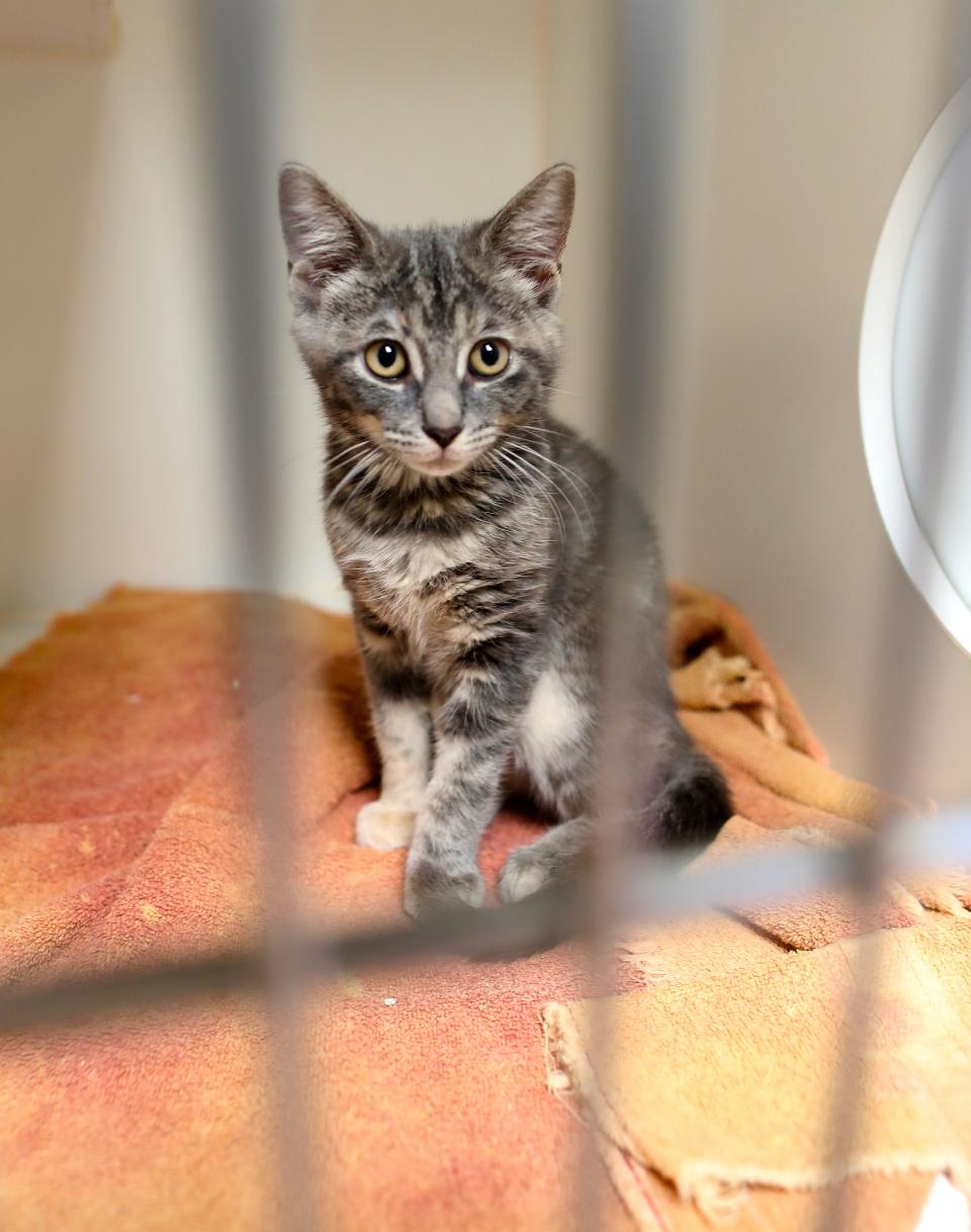 A  kitten up for adoption at Alachua County Animal Services.