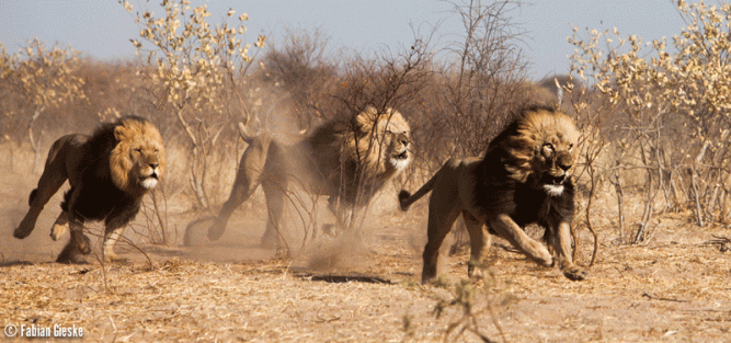 Modisa lion group. Image by Fabian Gieske.