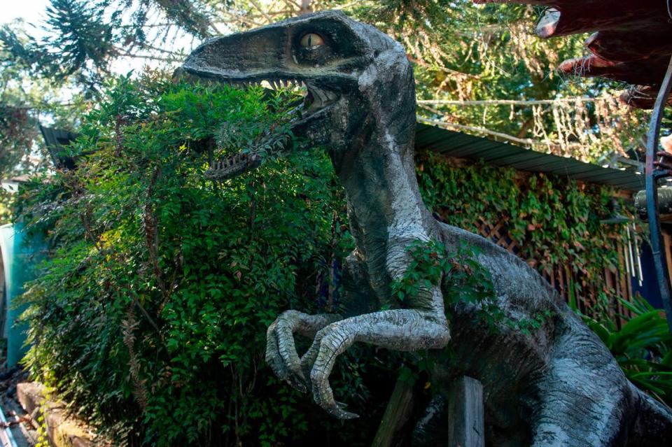 A fiberglass velociraptor sits in Frank and Marlene Gann’s backyard on Tuesday, Oct. 17, 2023. The velociraptor once stood at a mini golf course called Fun Time USA on Highway 90.