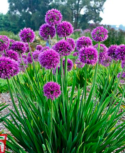 Chelsea Flower Show Plant of the Year 2021 - second place: Allium "Lavender Bubbles"