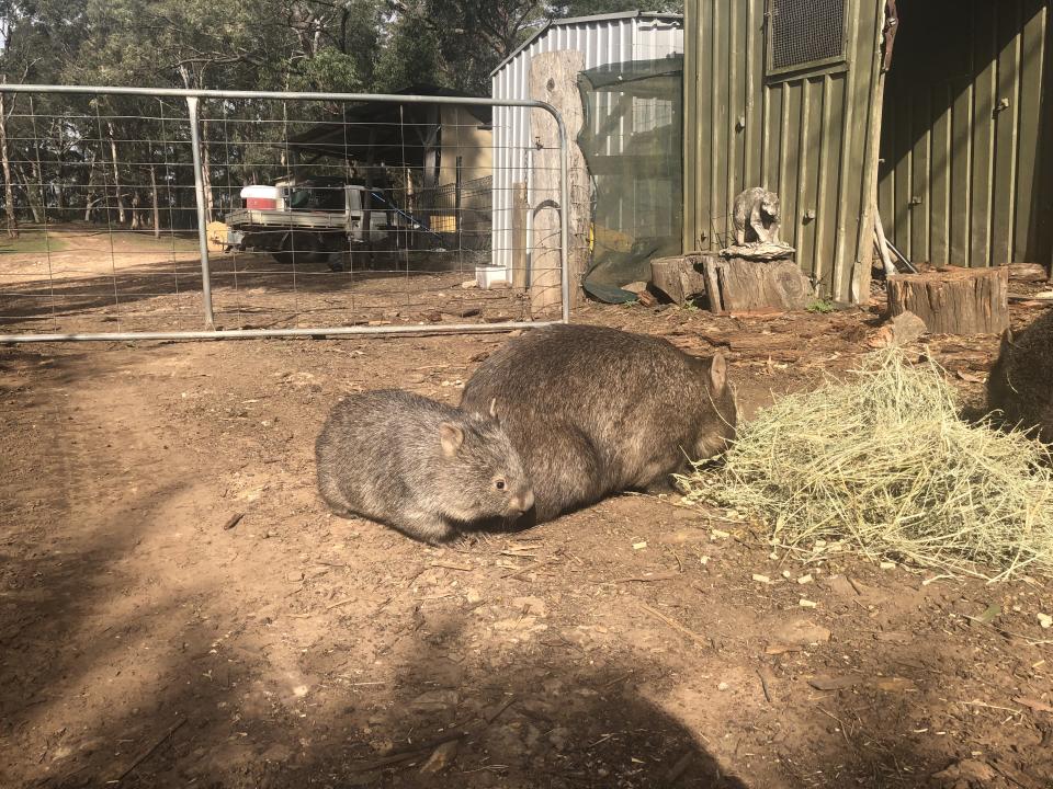 In Wollombi, mother and her baby return to their carer for food. Source: Cedar Creek Wombat Hospital.