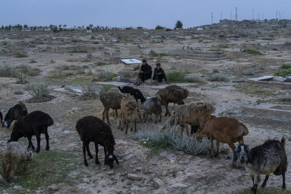 Shepherds graze sheep in a cemetery in Kabul, Afghanistan, Friday, May 27, 2022. (There are cemeteries all over Afghanistan's capital, Kabul, many of them filled with the dead from the country's decades of war. They are incorporated casually into Afghans' lives. They provide open spaces where children play football or cricket or fly kites, where adults hang out, smoking, talking and joking, since there are few public parks. AP Photo/Ebrahim Noroozi)