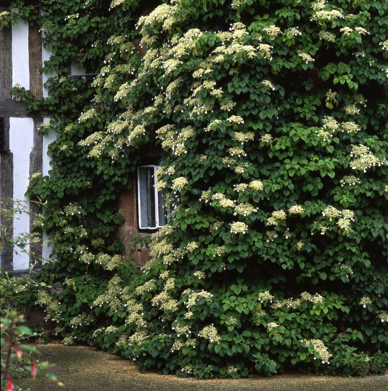 climbing hydrangea