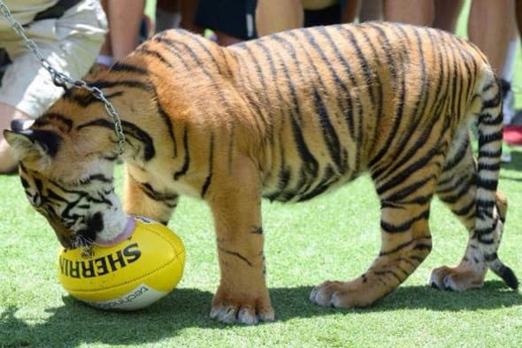 Australia zoo tiger attack