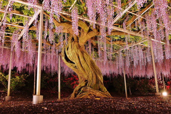 Un árbol de más de 100 años