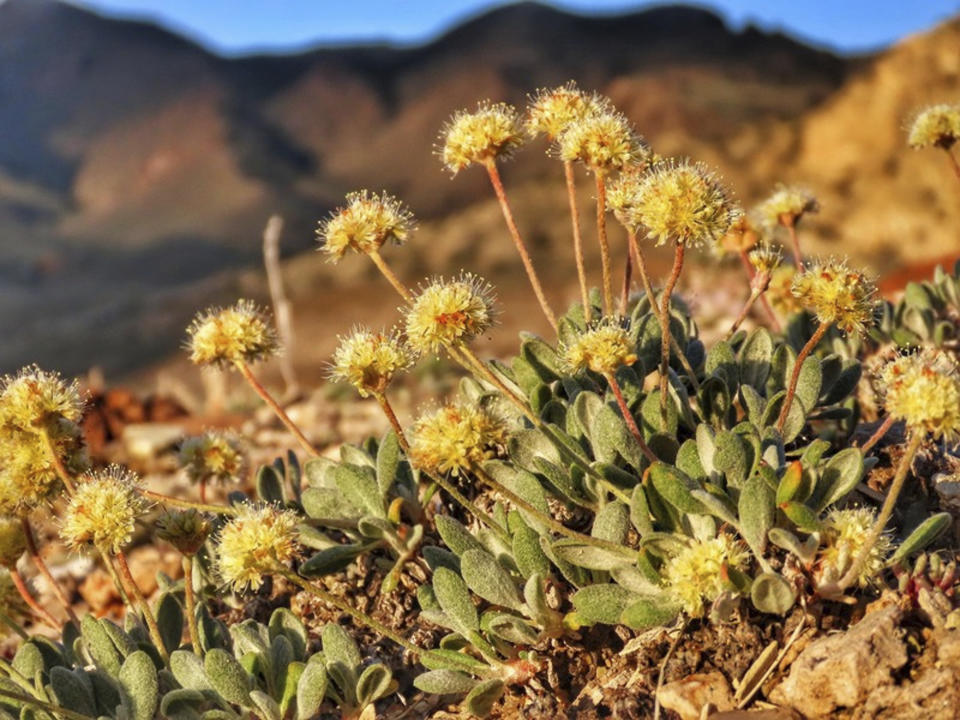 This June 1, 2019 photo shows the rare desert wildflower Tiehm's buckwheat in the Silver Peak Range about 120 miles southeast of Reno, Nev., the only place it is known to exist in the world. The center has filed a petition to list it as an endangered species and is suing to U.S. Bureau of Land Management to try to protect it against mining operations in Nevada that the center says could lead to the flower's extinction. (Patrick Donnelly/Center for Biological Diversity via AP)