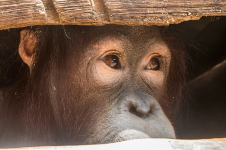 Joy the orangutan looking out from its cage after being rescued by environmentalists and local officials from villagers who had kept Joy as a house pet in Indonesia's West Kalimantan province