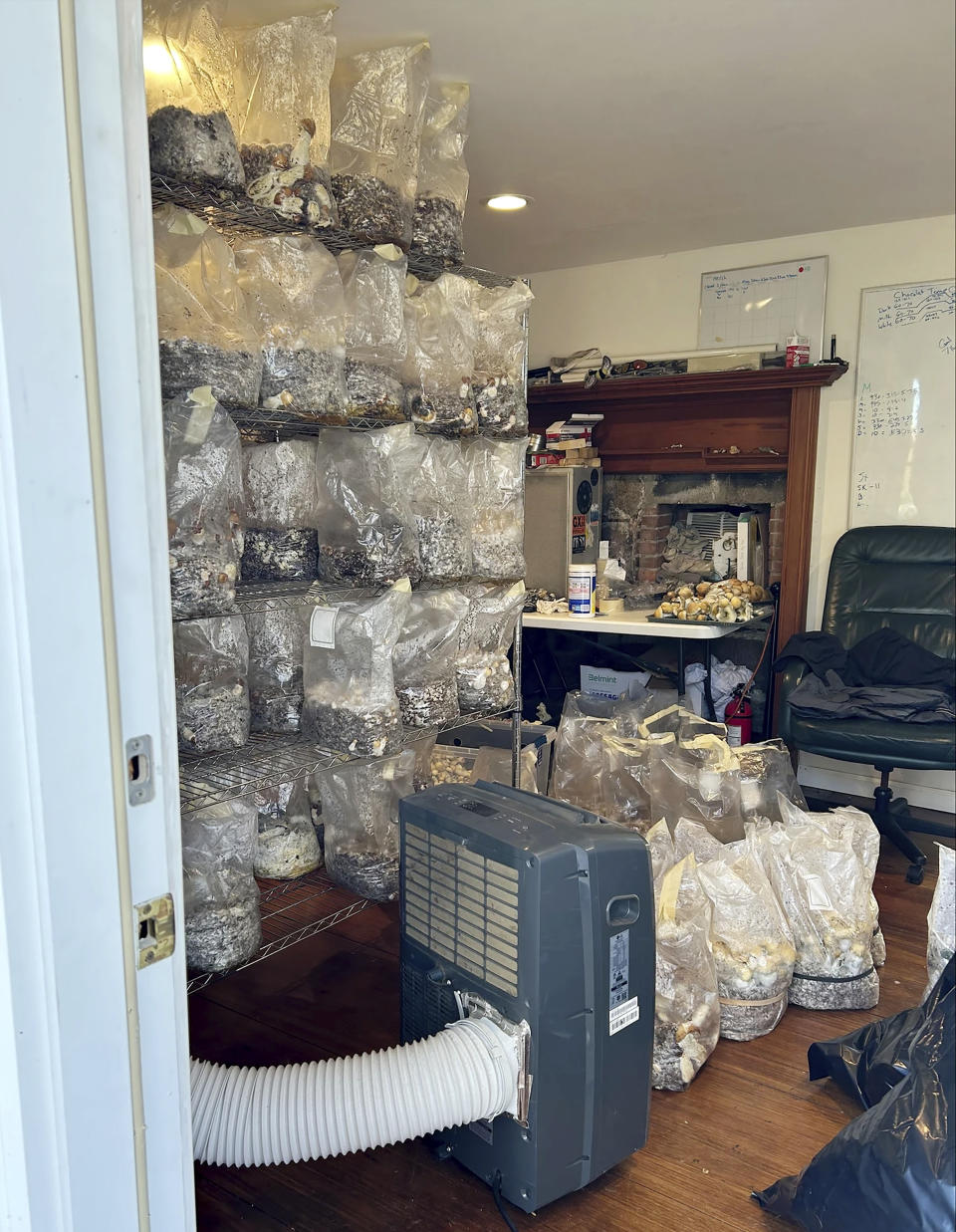 This photo, released by the Connecticut State Police, shows bags of psychedelic mushrooms in a home in Burlington, CT, Thursday, Nov. 2, 2023. Federal, state and local authorities allege they found a clandestine mushroom-growing factory, containing psilocybin mushrooms in various stages of growth, with an estimated total street value of $8,500,000. (Connecticut State Police via AP)