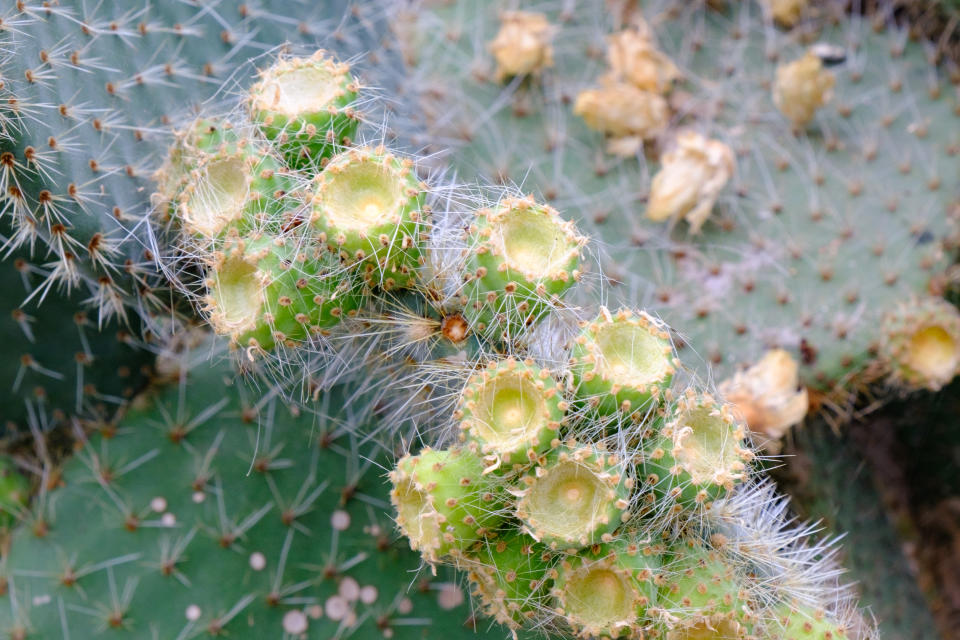 A photograph of a cactus leaf with numerous cactus flowers