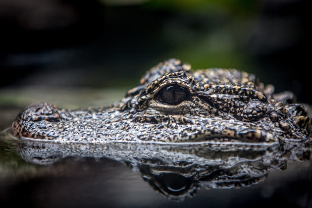 SINGAPORE - MARCH 25: A Yangtze Alligator is seen during a media tour ahead of the opening of River Safari at the Singapore Zoo on March 25, 2013 in Singapore. The River Safari is Wildlife Reserves Singapore's latest attraction. Set over 12 hectares, the park is Asia's first and only river-themed wildlife park and will showcase wildlife from eight iconic river systems of the world, including the Mekong River, Amazon River, the Congo River through to the Ganges and the Mississippi. The attraction is home to 150 plant species and over 300 animal species including 42 endangered species. River Safari will open to the public on April 3. (Photo by Chris McGrath/Getty Images)