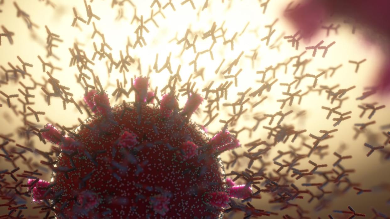  illustration of y-shaped antibodies swarming around large coronavirus particles 