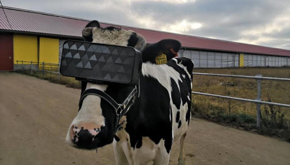 vacas realidad virtual
