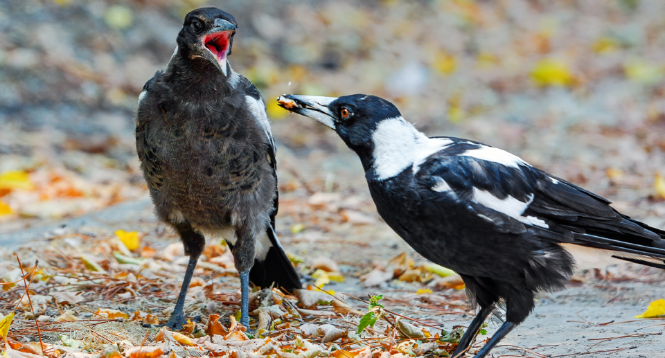 Magpies are dedicated parents who can be trained not to harm people, Gisela Kaplan argues. Source: Getty