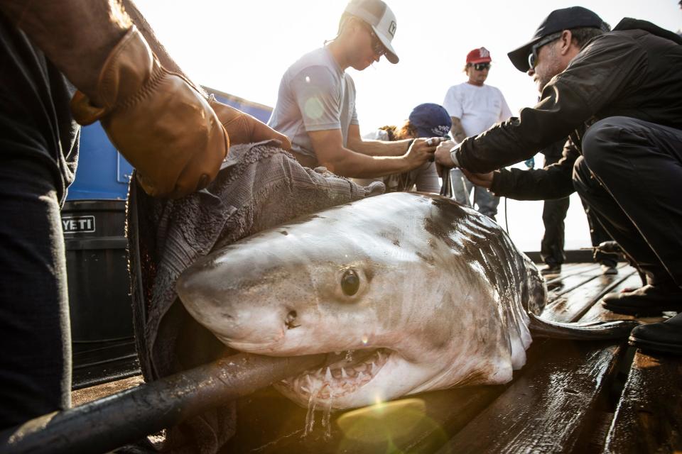 A tagged nine-foot white shark named Anne Bonny surfaced about one mile off Jenness Beach in Rye on Monday, June 26, 2023 according to research organization OCEARCH. This photo shows when the shark was first tagged before being released.