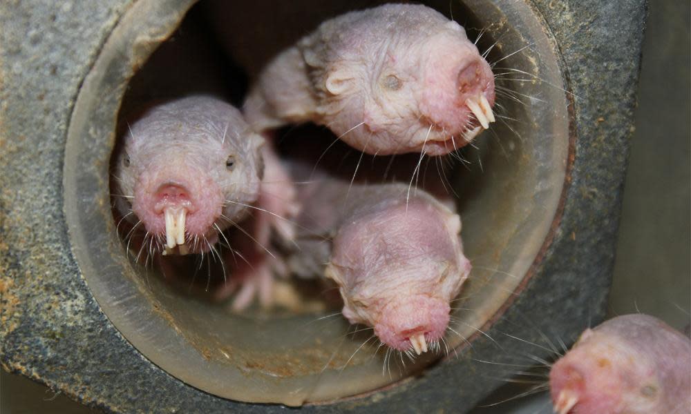 They can run backwards and forward with equal ease, eat their own poo, can move their teeth like chopsticks and feel no pain – are naked mole rats the spirit animal we’ve all been looking for?