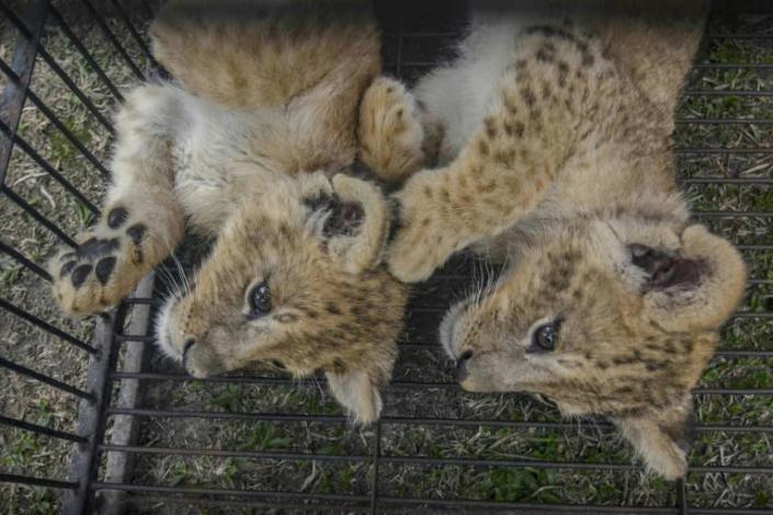 Two lion cubs were rescued by police from illegal wildlife traffickers in Pekanbaru in Indonesia's Riau province (AFP Photo/Wahyudi)
