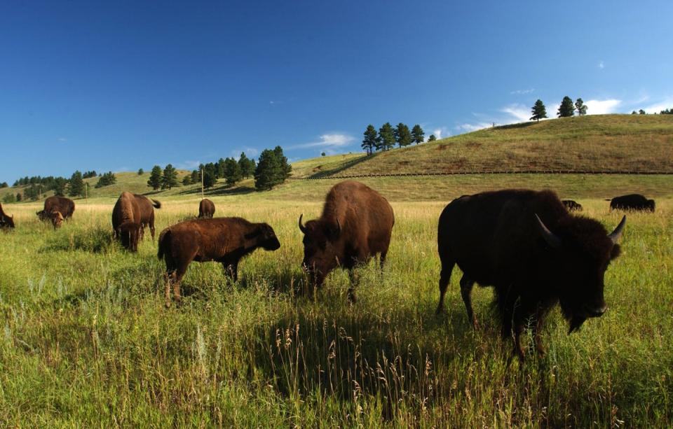 Custer State Park is home to more than a thousand bison, which were hunted to near-extinction during the 1800s (David McNew/Getty Images)