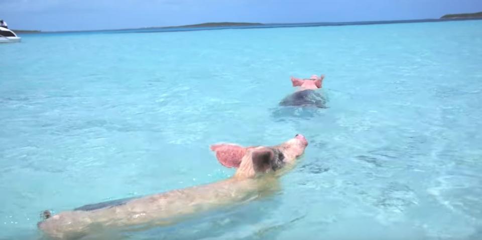 巴拿馬豬豬島，因為可以與可愛的豬豬玩水、浮潛吸引大批人潮前來遊玩。（圖／When Pigs Swim）
