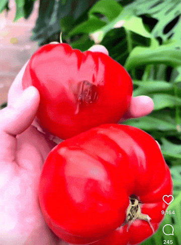 GIF of a bug coming out of someone's tomato