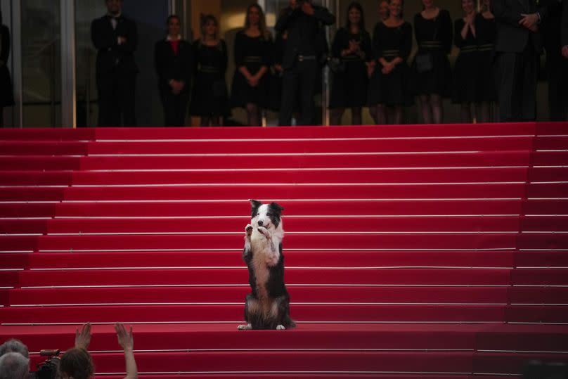 Messi, der Hund, posiert für die Fotografen bei der Preisverleihung und Premiere des Films "The Second Act"