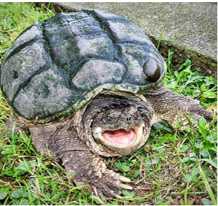 A snapping turtle has no teeth but the upper and lower jaw can crush limbs.