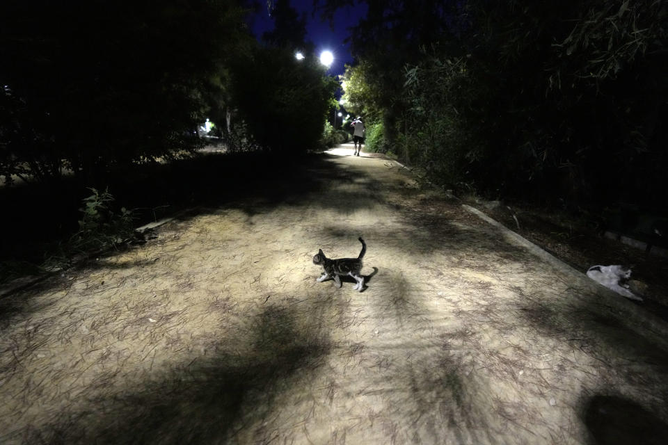 A cat crosses a pedestrian road, at the main linear park in the capital Nicosia, Cyprus, Wednesday, July 19, 2023. The head of Cyprus’ veterinarians’ association has dismissed as groundless claims that a lethal mutation of a feline virus has taken the lives of some 300,000 cats, saying they misleadingly depicted the small island nation abroad as a “feline cemetery.” (AP Photo/Petros Karadjias)