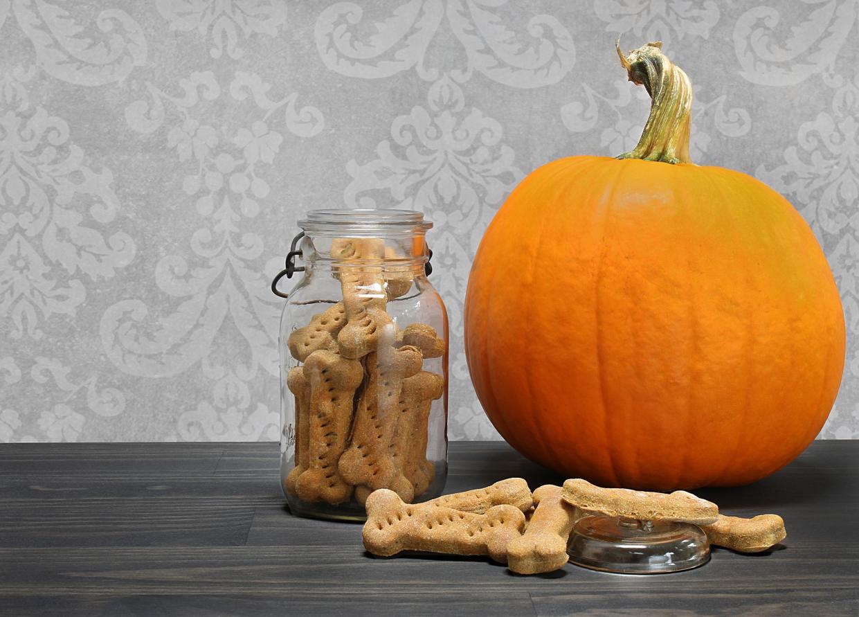 pumpkin dog treat