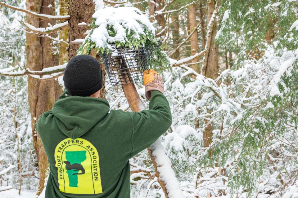 A trapper sets a trap for fisher following the state's new requirement that most body-gripping traps be set at least five feet off the ground, or in the water or under ice, to reduce the risk to pets. This trap also complies with new requirements to cover any bait used in the set, in this case with evergreen branches, so that birds of prey are less likely to be attracted to the set.