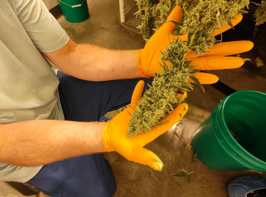 A Cresco Labs employee holds an adult marijuana plant May 15, 2024, at their Yellow Springs, Ohio facility. (NBC4 Photo/Mark Feuerborn)