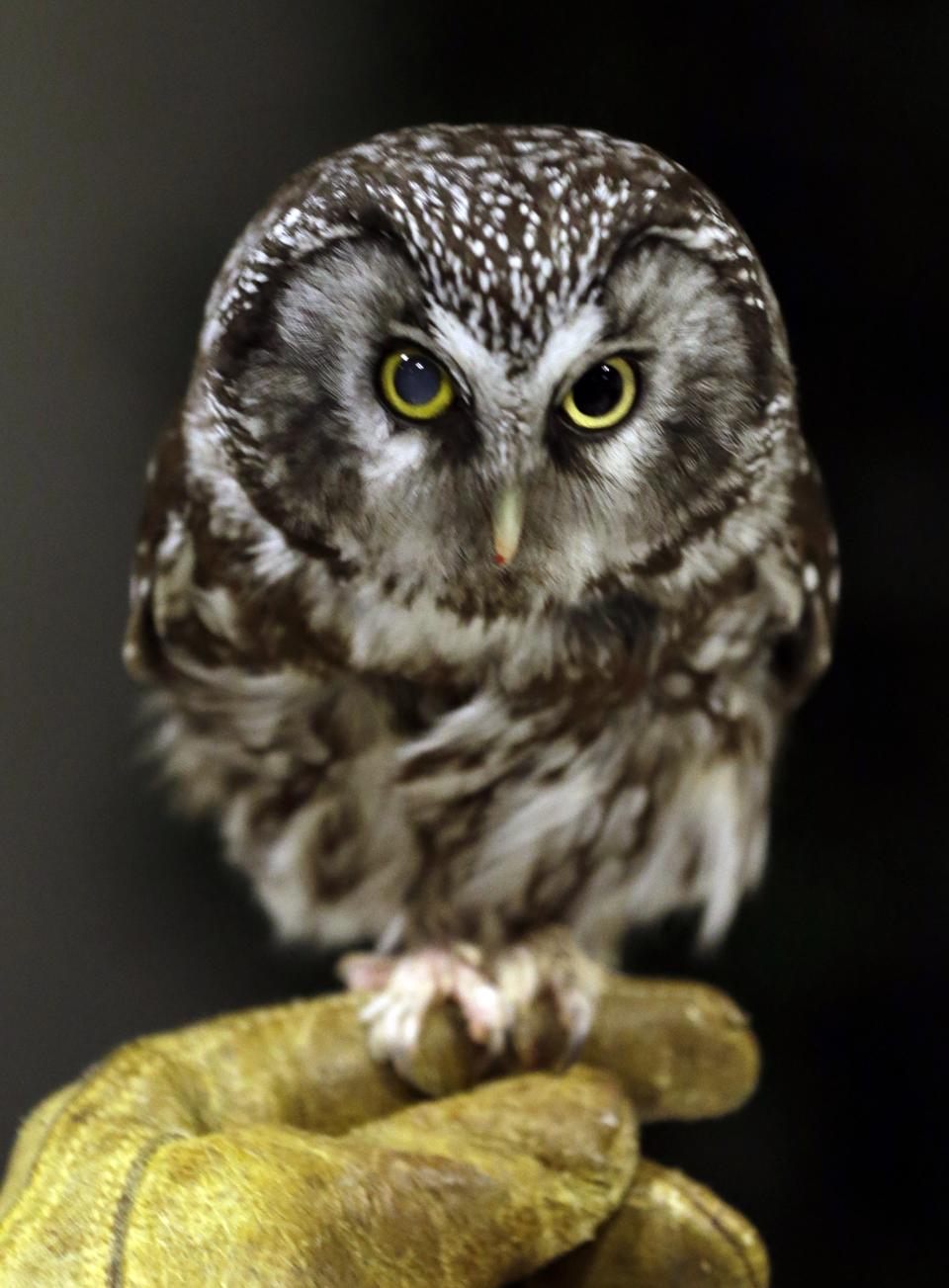 Boreas, an injured boreal owl, sits on a handlers hand, Wednesday, March 13, 2013, at the Raptor Center on the St. Paul campus of the University of Minnesota. The center listed about 30 owls as patients this week. It has been a tough winter for owls in some parts of North America. Some have headed south in search of food instead of staying in their northern territories. (AP Photo/Jim Mone)