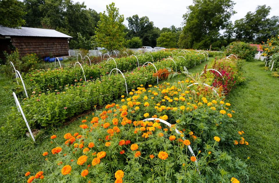 Flowers at Gooseberry Bridge Farm on Tuesday, Aug. 1, 2023.