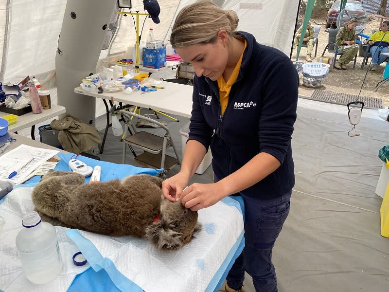 Lauren, a vet attached to the RSPCA tends to animals injured in the Kangaroo Island fires. Source: RSPCA