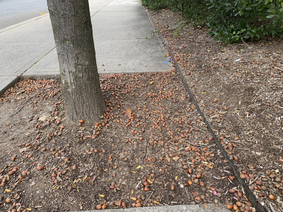 This Oct. 25, 2023 image provided by Julia Rubin shows acorns under a tree littering a sidewalk in Westchester, NY. Oak and other fruit- and nut-bearing trees produce bumper crops every two or more years in tandem with other trees of their same species in a particular region. No one really knows why. (Julia Rubin via AP)