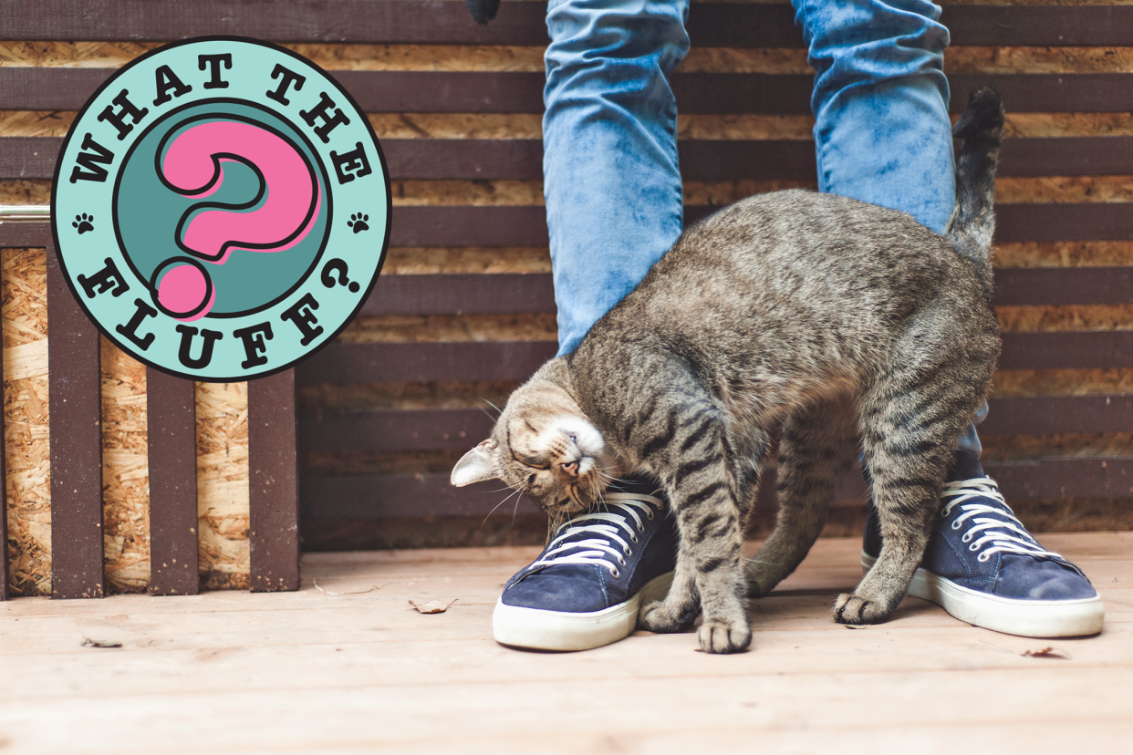why do cats rub against you photo of a tabby cat rubbing against jeans and shoes with a what the fluff logo in the corner