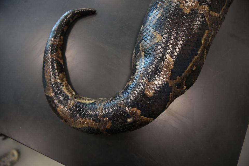 This record breaking Burmese python was captured by a biologists from the Conservancy of Southwest Florida. The female snake measured nearly 18 feet in length and weighed 215 pounds and is the largest snake python captured in Florida. It was captured through the ConservancyÕs research program, which uses radio transmitters implanted in male ÒscoutÓ snakes. Scout snakes lead biologists to breeding aggregations and large, reproductive females, allowing researchers to remove them from the wild.  