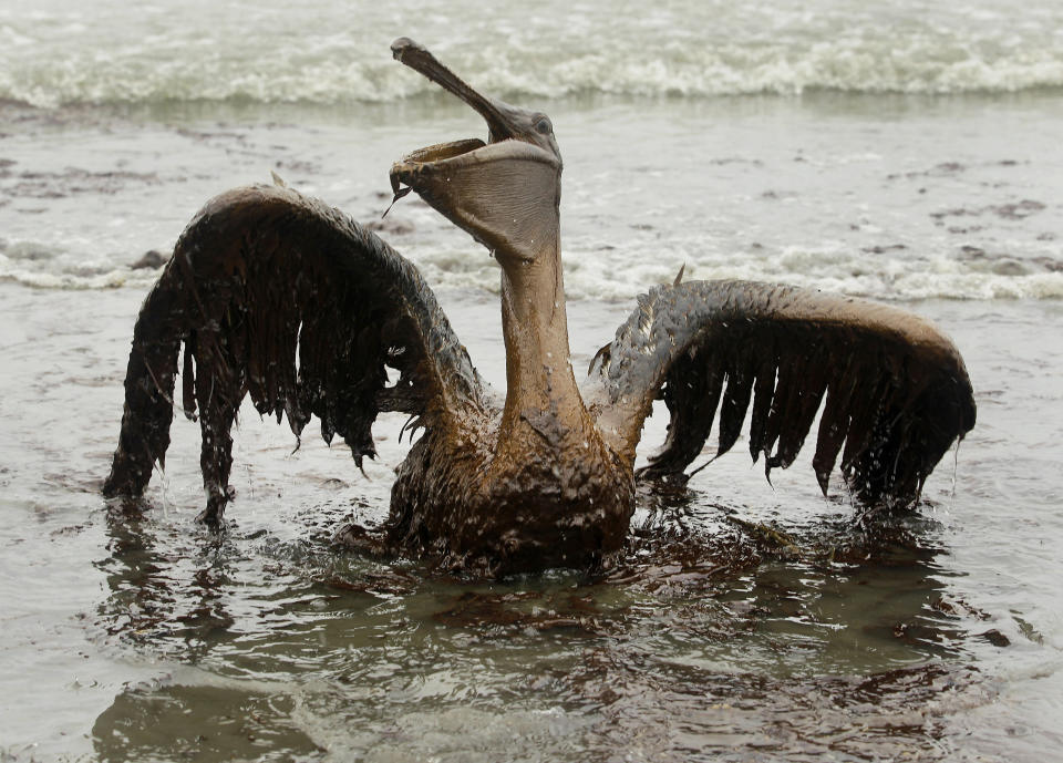 FILE - In this June 3, 2010 file photo, a brown pelican covered in oil sits on the beach at East Grand Terre Island along the Louisiana coast. The National Wildlife Federation released a report Tuesday, April 7, 2020, looking at Gulf restoration after the BP oil spill. The report states serious ongoing harm to dolphins, turtles and other wildlife in the Gulf of Mexico. (AP Photo/Charlie Riedel, File)