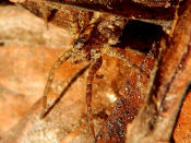 In the early evening hours I went for a little stroll through my mum's garden to find some interesting photo motifs. I guess I found one... The spider was very small and sat in a fallen down pine cone.By: Caledoniafan (thanks for 1.000.000 views!)