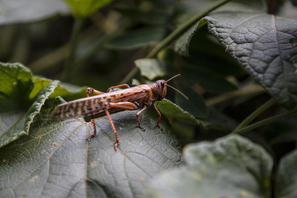 A locust lands on a plant leaf at a farm in Elburgon, in Nakuru county, Kenya Wednesday, March 17, 2021. It's the beginning of the planting season in Kenya, but delayed rains have brought a small amount of optimism in the fight against the locusts, which pose an unprecedented risk to agriculture-based livelihoods and food security in the already fragile Horn of Africa region, as without rainfall the swarms will not breed. (AP Photo/Brian Inganga)