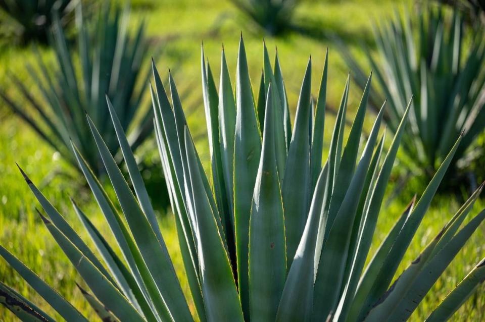 Agave plants grow on Joe and Mary Muller’s farm in Woodland last month. It takes about six to eight years for the plants to be mature enough to be harvested for agave spirits.