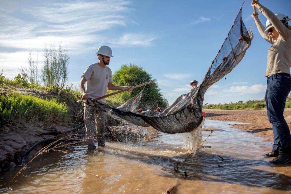 Silvery minnow are primarily found in a stretch of the Rio Grande between Cochiti Dam and Elephant Butte — if there’s enough river to support the fish. “If some catastrophic event occurs, they’re a lot more vulnerable because it’s more likely to affect all of them,” said Thomas Archdeacon, left.
