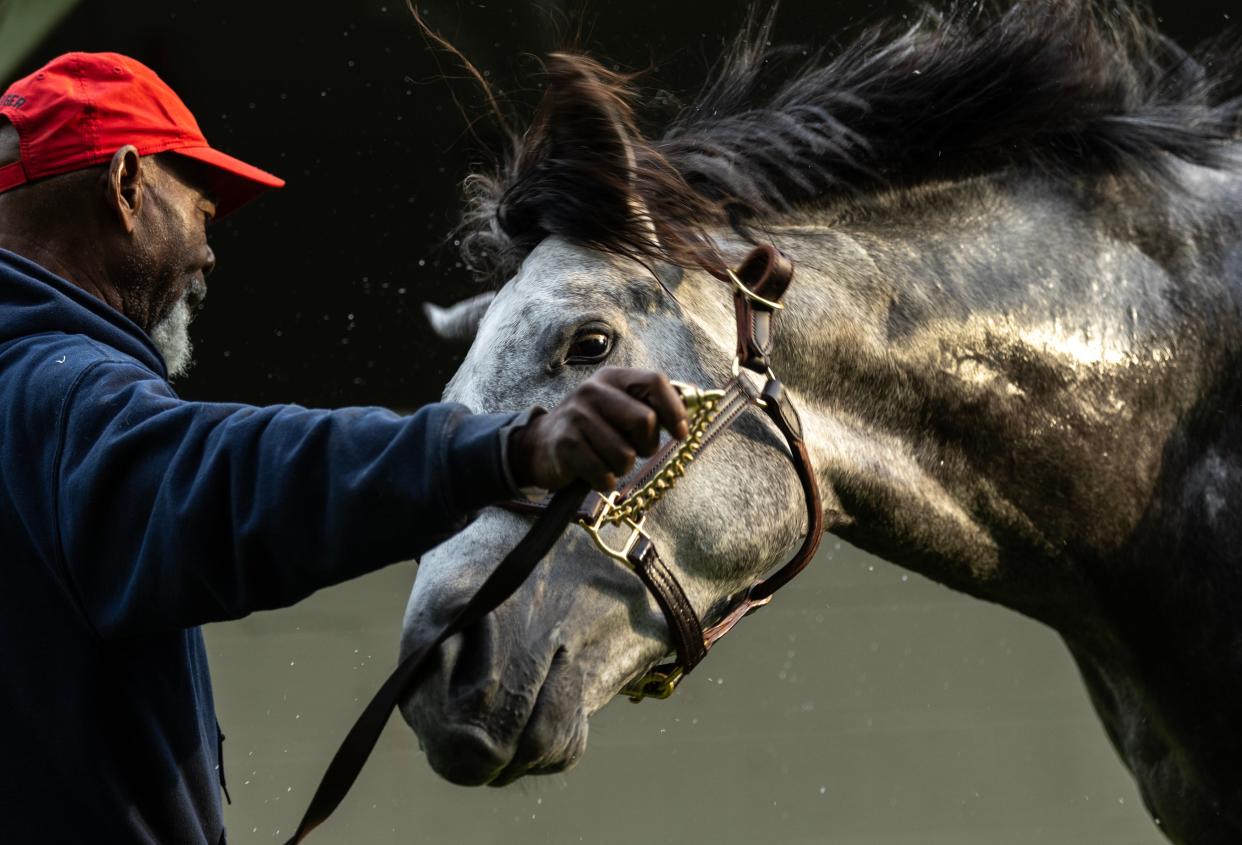 Pat Demeritte holds Kentucky Derby hopeful West Saratoga as he shakes off water during a bath on the backside of Churchill Downs.