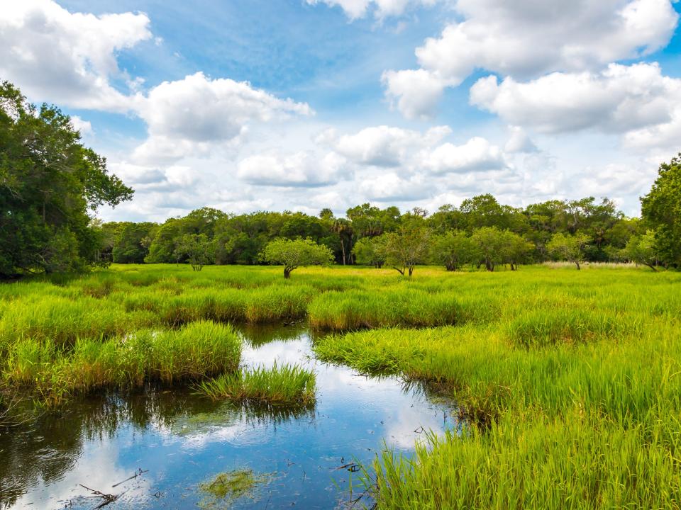 florida wetlands