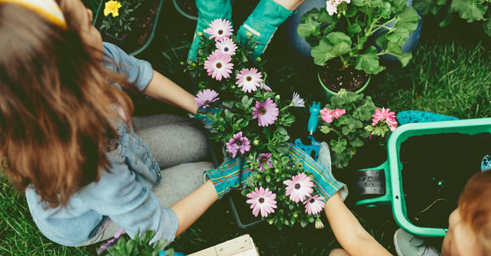 Best places to buy bedding plants, bulbs and seeds online. (Getty Images)