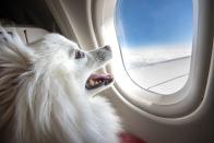 <p>Übrigens erlauben nicht alle Airlines Hunde an Bord. Sie sollten sich unbedingt vorher informieren, ob Ihr Tier mitfliegen darf. Bei EasyJet und Ryanair zum Beispiel ist die Mitnahme grundsätzlich untersagt. Ausnahmen sind nur Blinden- und Servicehunde, die aber vorher angemeldet werden müssen. (Bild: iStock / Ryan Jello)</p> 