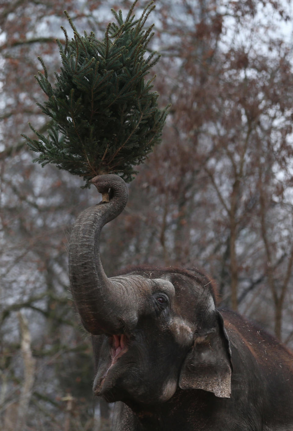 Berlin elephants