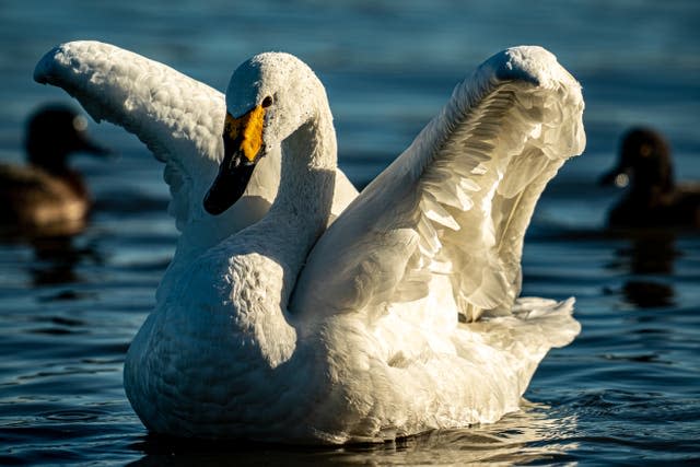 This year's arrival of Bewick’s Swans at Slimbridge is the latest since 1965 (Ben Birchall/PA)