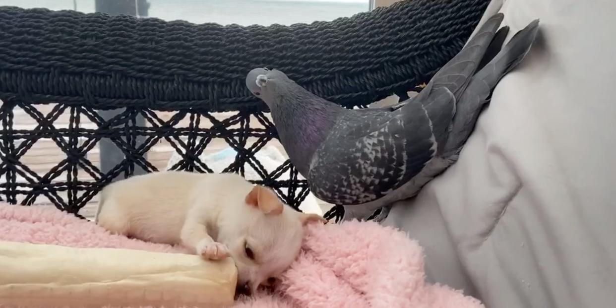 Herman the pigeon and Lundy the Chihuahua at The Mia Foundation.