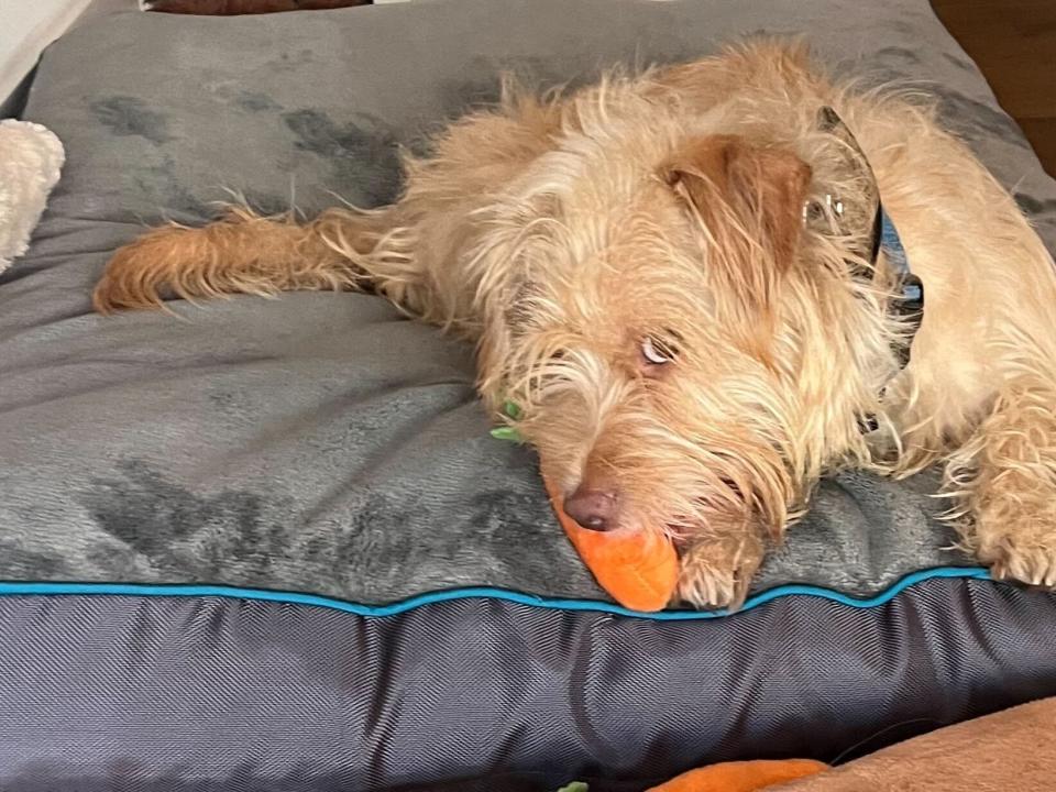 Peanut chewing a carrot toy.