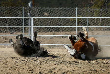 U.S. Border Patrol horses Hollywood (L) and Apache roll in the dirt at their patrol station in Boulevard, California, U.S November 12, 2016. REUTERS/Mike Blake